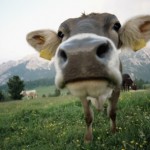 cow-face