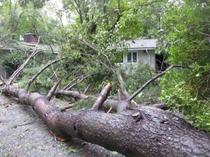 Tree down at the Rubin Rodeo