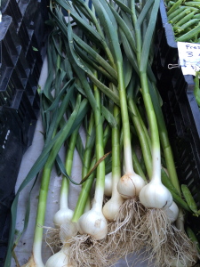 Garlic is planted in late fall and harvested in mid summer.