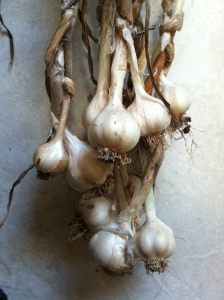 Garlic hanging to dry.