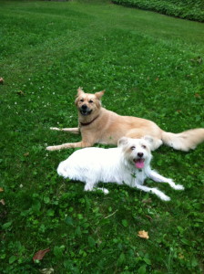 Walter and his friend Skip enjoying the herbal lawn at the Rubin Rodeo