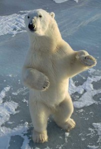 This polar bear is not doing a happy dance for the Clean Power Plan