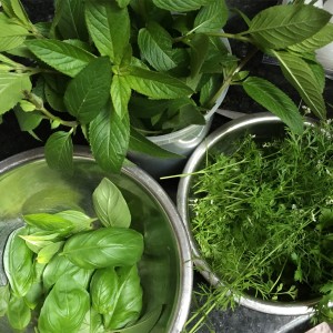 Basil, mint & cilantro. Freshly picked.